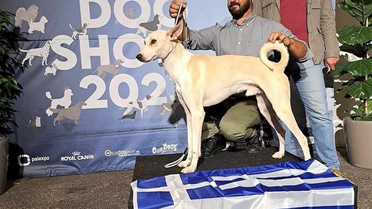 Κρητικό κυνηγόσκυλο δίνει στην Ελλάδα την 1η θέση στην Παγκόσμια Έκθεση Σκύλων