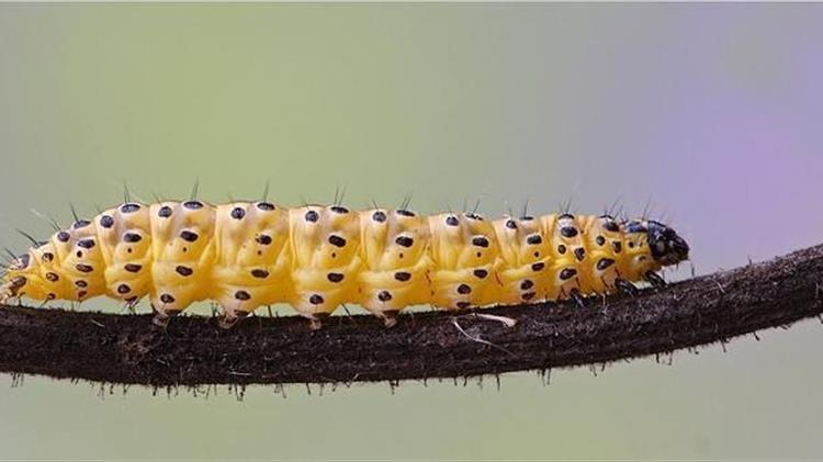 Anthesis: Ωφέλιμοι Εντομοπαθογόνοι Νηματώδεις  για την αποτελεσματική αντιμετώπιση της Ζευζέρας