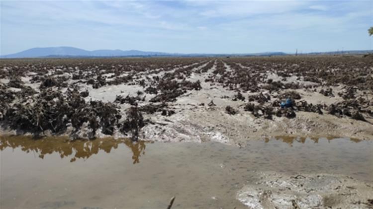 Η Νέα Αριστερά καταγγέλλει τις αυξήσεις ασφαλίστρων από τον ΕΛΓΑ: Ένα ακόμη πλήγμα στους αγρότες