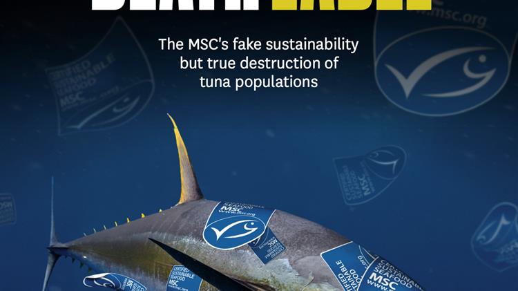 Half of MSC-certified tuna comes from fisheries using destructive FADs