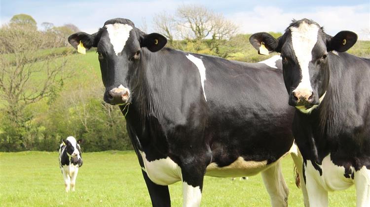 Πώς η συμφωνία Mercosur επηρεάζει τη γεωργία στην Ολλανδία