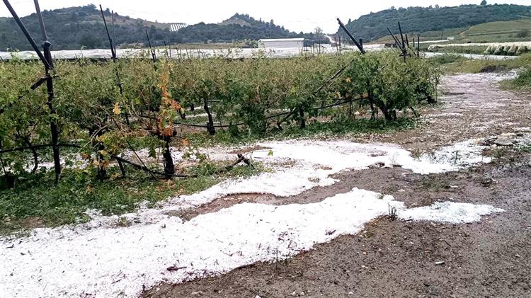 Βιβλική καταστροφή: Το χαλάζι “έκλεψε” τη σοδιά στα αμπέλια