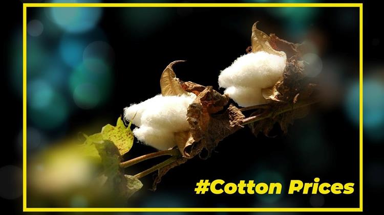 Βαμβάκι: Η υποχώρηση των τιμών είναι προσωρινή;