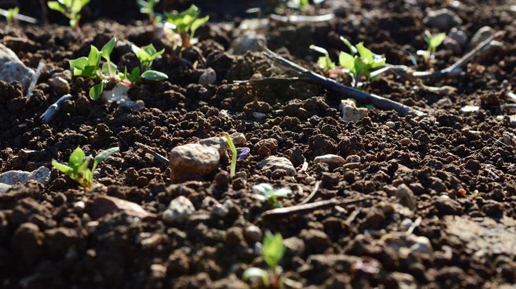 Καλαϊτζίδης: Οφέλη για τους παραγωγούς της Ημαθίας από τις συναντήσεις με τον Αυγενάκη και τον Σταμενίτη