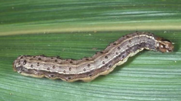 Εμφάνιση στη Χώρα μας του επιβλαβούς οργανισμού καραντίνας Spodoptera frugiperda