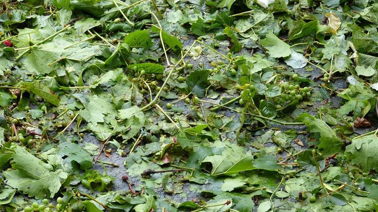 Αχαΐα: Σφοδρή χαλαζόπτωση και ισχυρές βροχοπτώσεις προκαλούν προβλήματα σε καλλιέργειες