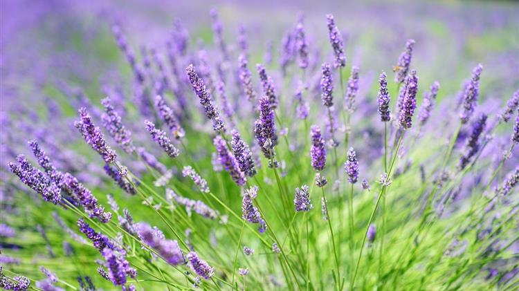 Επιστολή Αντιπεριφερειάρχη στο ΥΠΑΑΤ και τον ΕΛΓΑ για τις ζημιές στις καλλιέργειες αρωματικών & φαρμακευτικών φυτών