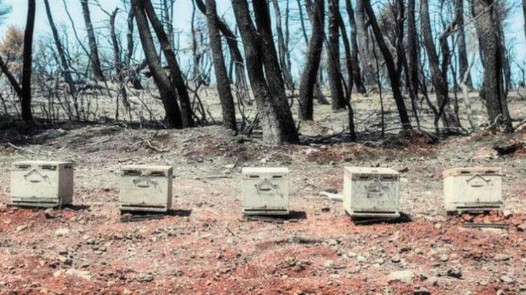 Άμεσα μέτρα για τους πληγέντες κτηνοτρόφους και μελισσοκόμους από τις φωτιές