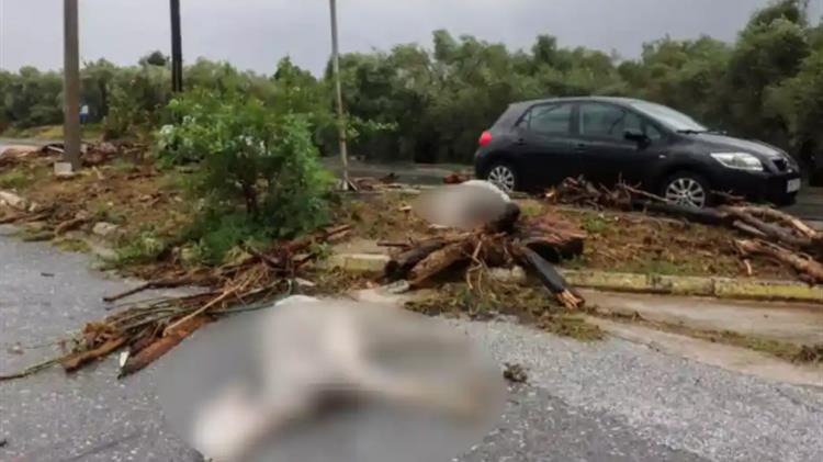 Οι δράσεις των κτηνιάτρων στη Θεσσαλία μετά τα πλημμυρικά φαινόμενα