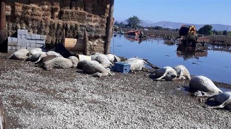 ΑΚΚΕΛ: Bρωμάει άσχημα η διαδικασία συλλογής και διαχείρισης νεκρών ζώων στην Θεσσαλία που εφαρμόζει το ΥΠΑΑΤ