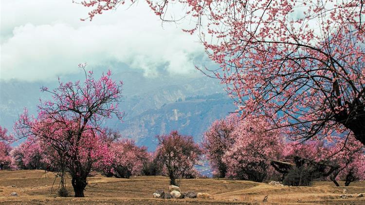 Παραμόρφωση καρπών ροδακινιάς: Νέες έρευνες για την εξιχνίαση