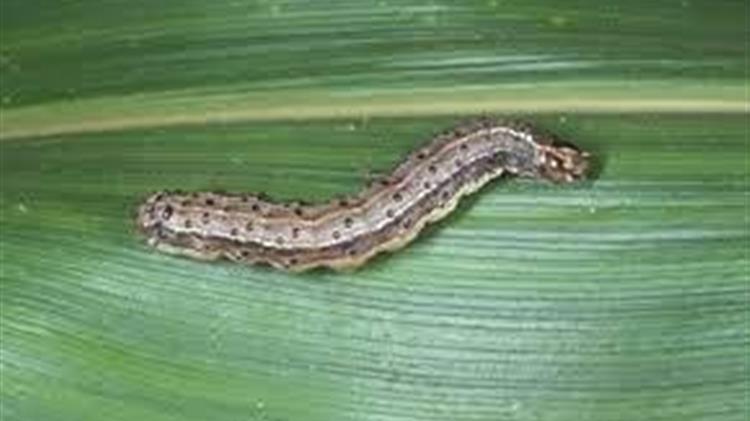 Σε επιφυλακή ελέω του επιβλαβούς οργανισμού καραντίνας Spodoptera frugiperda