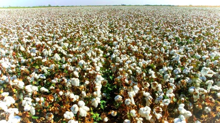 ΟΠΕΚΕΠΕ: Οι υποχρεώσεις των βαμβακοπαραγωγών για να λάβουν την συνδεδεμένη των 73,39 ευρώ το στρέμμα