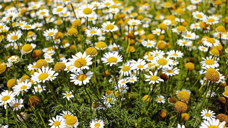 Ανθοφόρα φυτά: Σχεδόν τα μισά απειλούνται με εξαφάνιση