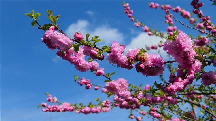Ελασσόνα: Επιστολή στον ΕΛΓΑ για ακαρπία και καρπόπτωση στη αμυγδαλιά