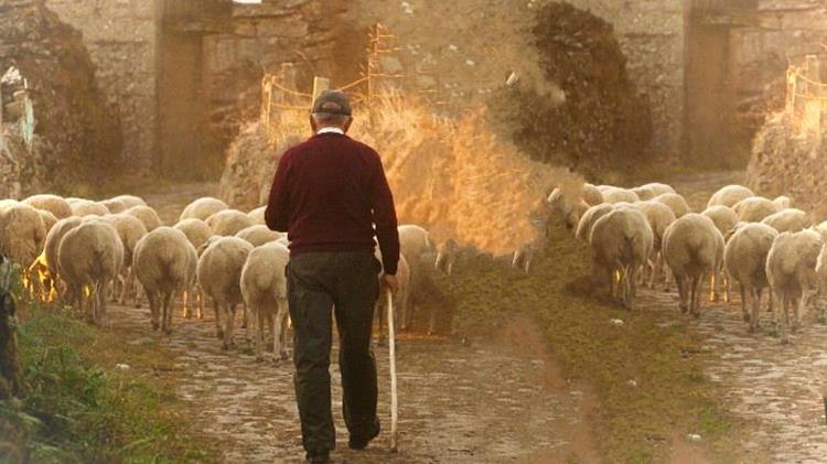 Υπάρχει έλλειμμα βοσκών στην Κτηνοτροφία