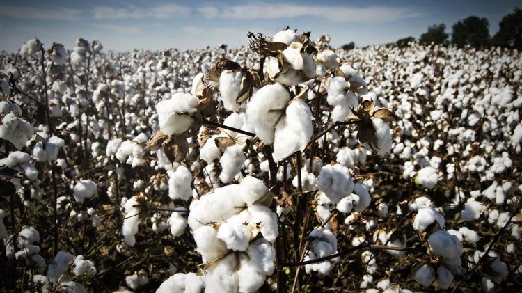 Τιμή βαμβακιού: Στα 0,67 ευρώ/κιλό σήμερα - η ανοδική τάση αναμένεται να συνεχιστεί