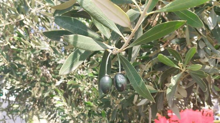 Ελαιόλαδο: Με GPS σε σχήμα ελιάς οι παραγωγοί «κάνουν τσακωτούς» τους κλέφτες της σοδειάς