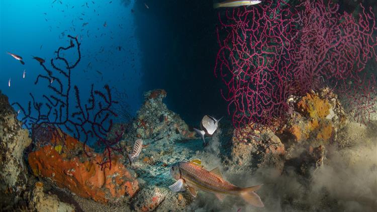 Driving sustainable change in the Mediterranean: MedFish4Ever Conference ramps up commitments for the future of fisheries and aquaculture