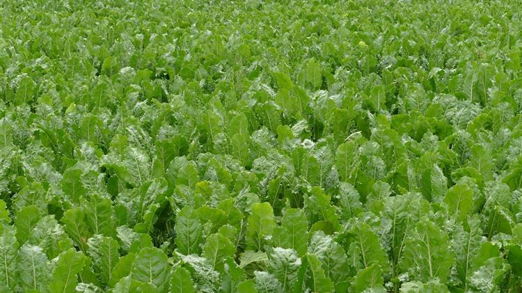 Η Ινδία ετοιμάζεται να περιορίσει τις εξαγωγές ζάχαρης