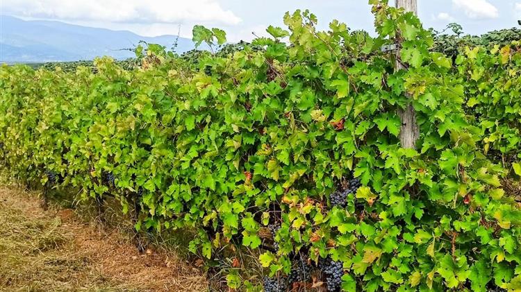 Εχθροί και ασθένειες αμπελιού