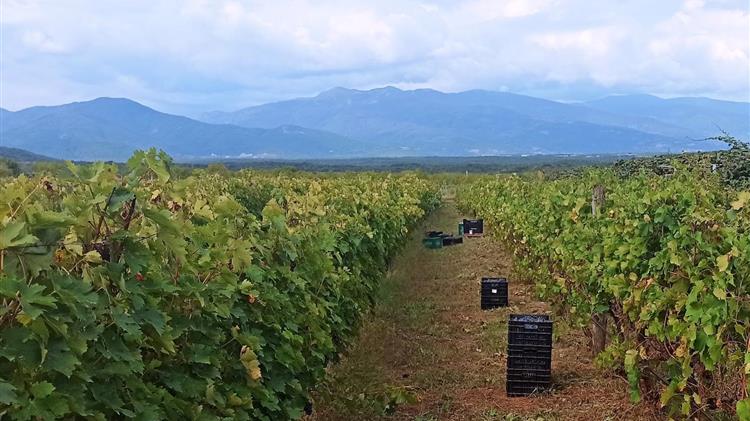 ΣΑΜΟΣ: Μειωμένη αλλά ποιοτική παραγωγή
