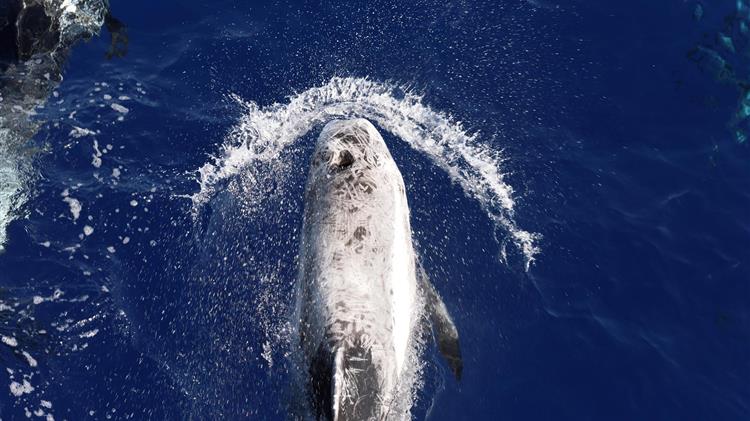 Έρευνα Greenpeace: Απειλούμενες φάλαινες διαβιούν στην Ελληνική Τάφρο