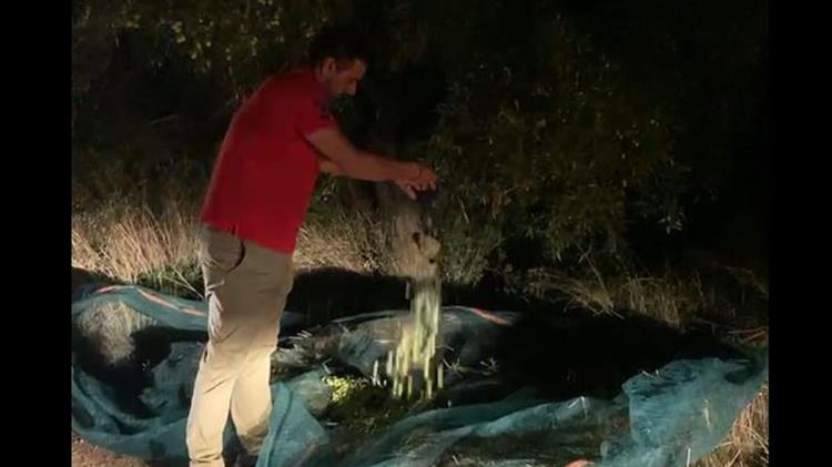 Έκαναν "πλιάτσικο" σε χωράφι της Έυβοιας στις 12 τα μεσάνυχτα