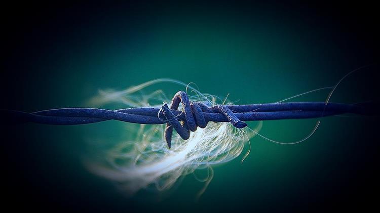 Εκτατική Κτηνοτροφία: Κράτος εν κράτει τα δασαρχεία