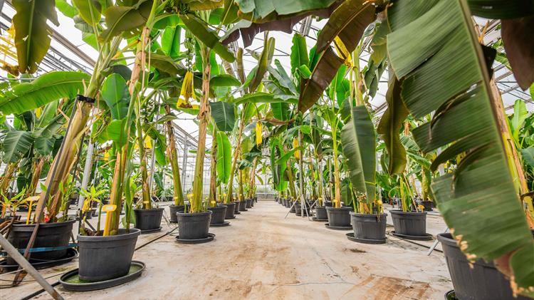 Η Chiquita παρουσιάζει την πρωτοβουλία «Yelloway»