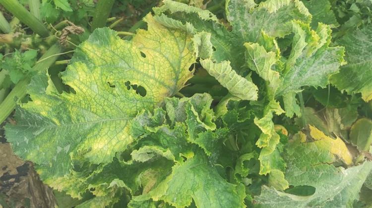 Εμφάνιση του επιβλαβούς οργανισμού Τοmato leaf curl New Delhi virus σε υπαίθριες καλλιέργειες κολοκυθιού