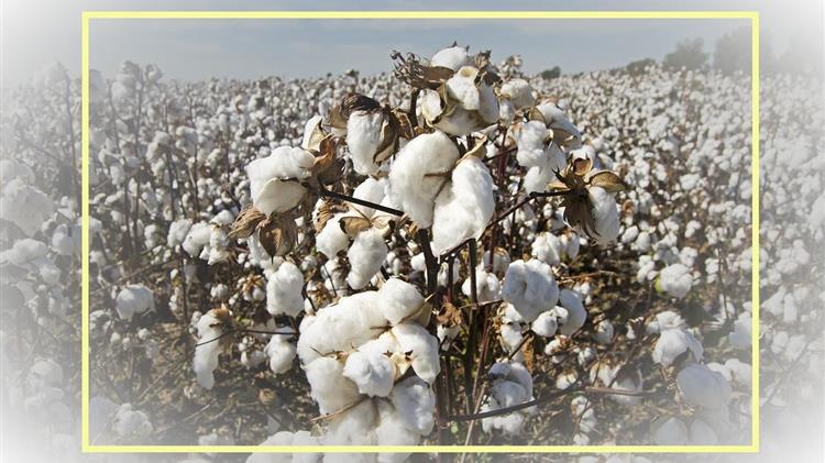 Τιμές βαμβακιού: Ανεβαινει η διεθνή τιμή εκκοκκισμένου πέφτει η τιμή  του σύσπορου