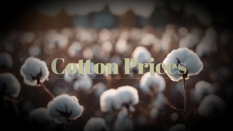 Τιμές βαμβακιού: Σταθερή η διεθνής, πτώση στην Ελλάδα