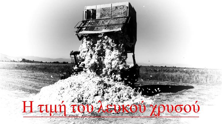 Τιμές βαμβακιού: Σταθερή η διεθνής τιμή, μειωμένη η εγχώρια