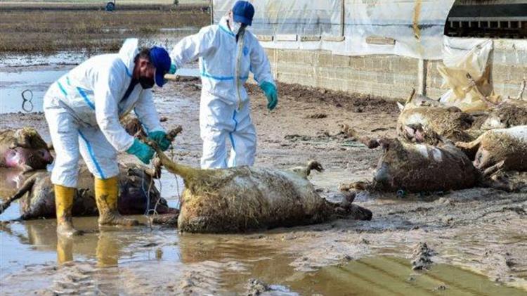 Κόκκαλης για αποζημιώσεις πλημμυροπαθών: Πληρώνουν 85 ευρώ το ζώο, όταν σήμερα αυτό κοστίζει 300!
