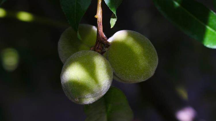 Πυρηνόκαρπα: Τι πρέπει να γνωρίζουν οι αγρότες