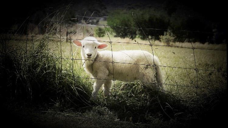 Καλαρρύτικο: Η πιο δυσεύρετη φυλή προβάτου στον κόσμο