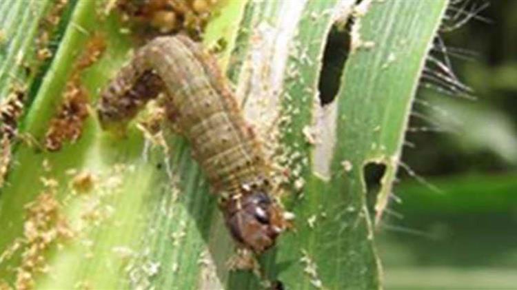 Ενημέρωση σχετικά με την παρουσία στη χώρα του επιβλαβούς εντόμου καραντίνας Spodoptera frugiperda
