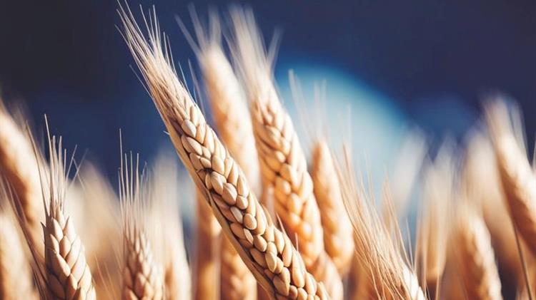 Οι αποστολές σιταριού στις ΗΠΑ βυθίζονται στο ιστορικό χαμηλό