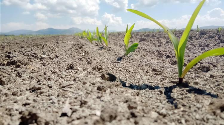 Εσφαλμένη αναγνώριση ποικιλιών καλλιεργειών γιατί το λάθος έχει ένα τίμημα