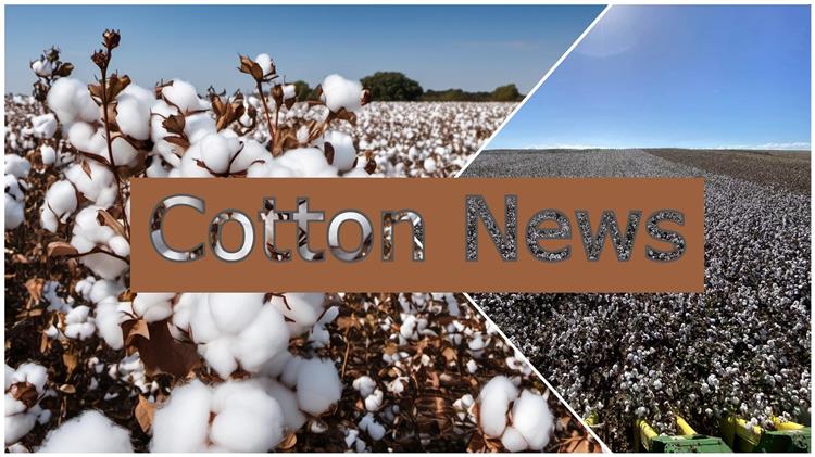 Τιμές βαμβακιού: Σταθερή η τιμή σύσπορου, οριακή άνοδος στην τιμή εκκοκκισμένου
