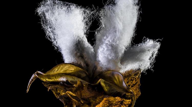 Βαμβάκι: Προβλέψεις για μεγαλύτερη παραγωγή στις ΗΠΑ τη νέα χρονιά