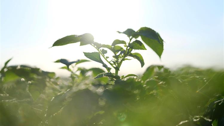 Τα βιολογικά προϊόντα αναδύονται ως μια ελκυστική επιλογή για τους αγρότες