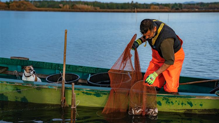 Συντονισμένο σχέδιο διαχείρισης αποσκοπεί στην προώθηση της ανάκαμψης του πληθυσμού του ευρωπαϊκού χελιού στη Μεσόγειο