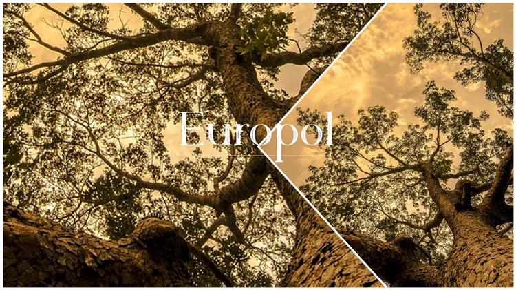 Europol: Kατάσχεσε παράνομη ξυλεία μεγάλης αξίας