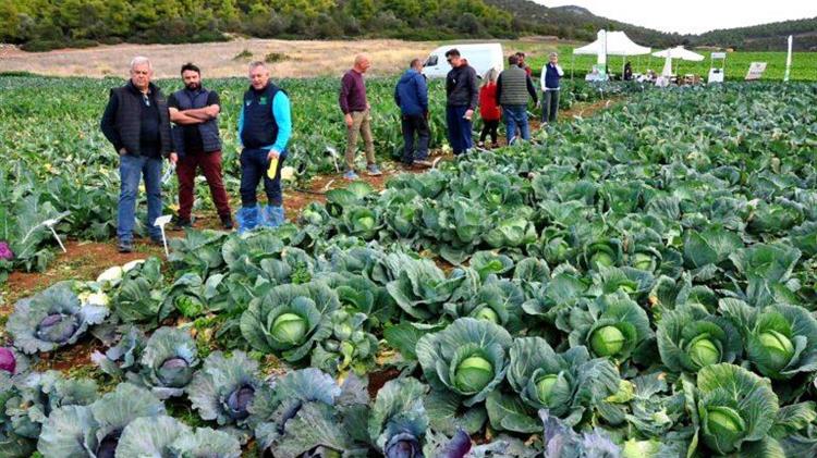 Πάθος για τον σπόρο στον επιδεικτικό αγρό ΚΑΡΒΕΛΑΣ-SAKATA στην Εύβοια