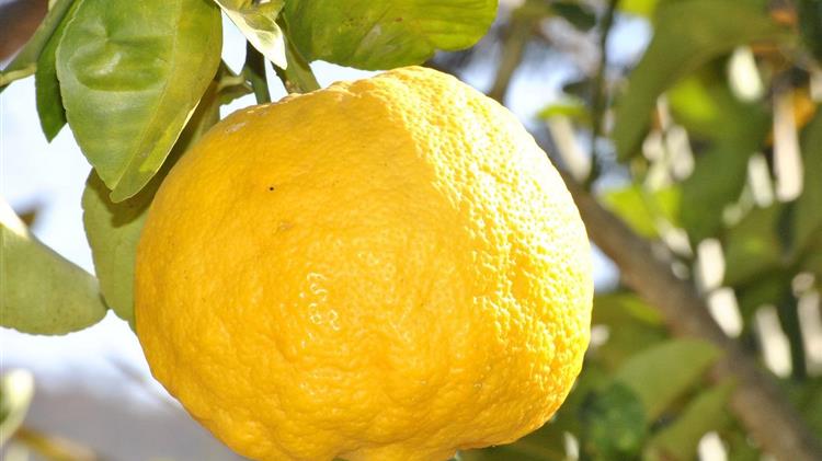 Βελόπουλος: "Να ενισχυθούν οι παραγωγοί λεμονιού της Κορινθίας"
