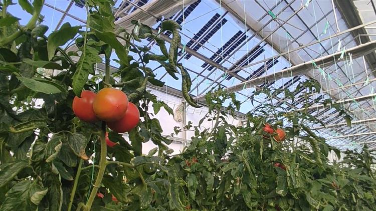 Brite Solar: Ένα θερμοκήπιο ντομάτας στο Δροσερό Πτολεμαΐδας