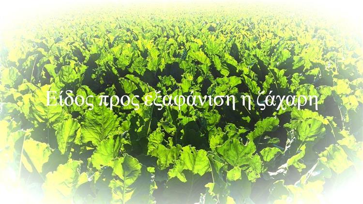Είδος προς εξαφάνιση η ζάχαρη - Που οφείλεται