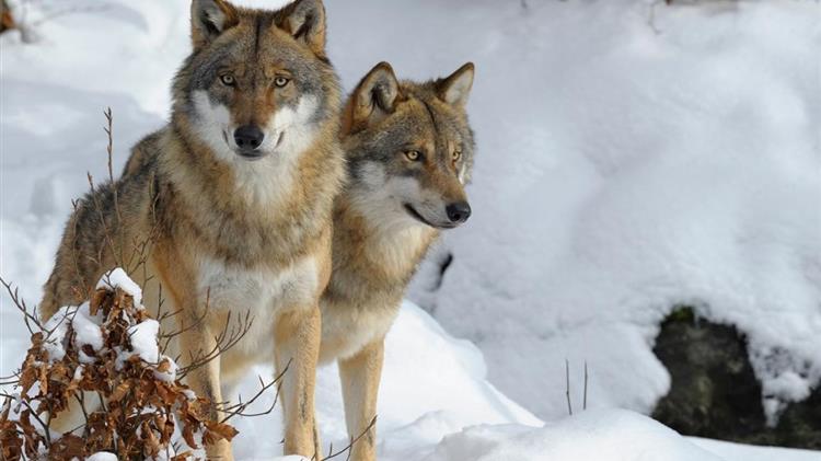 Πρόταση προσαρμογής του καθεστώτος προστασίας του λύκου στη Σύμβαση της Βέρνης